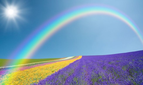 rainbow-flowers-field-1024x614-www.hdwallpaper.nu-rainbow-wallpapers